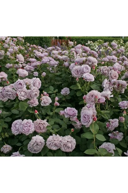 Розы Кордеса сорта Новалис